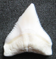 Žralok bělavý 7)   Carcharhinus leucas - Bull shark